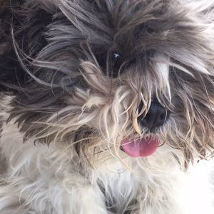 Meet your Posher, Maheerseca